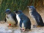 Penguins,Phillip Island Penguin Parade near Banyanda acommodation..